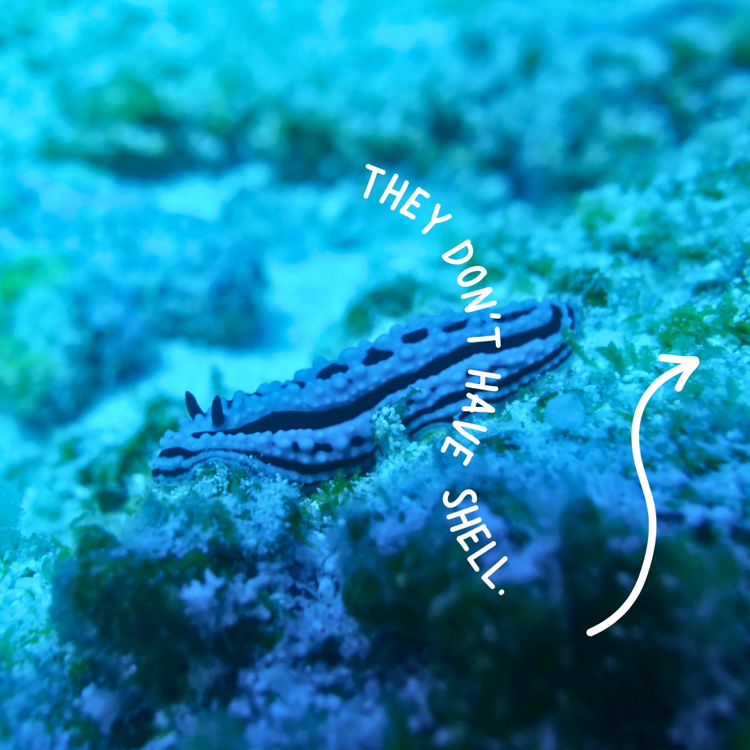 Island Conservation Society Seychelles tweet media