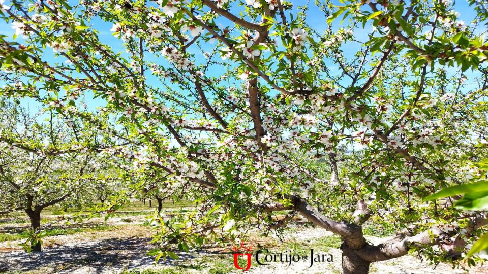 ¡Feliz Día de Andalucía! 💚🤍💚
Como los almendros de Cortijo de Jara que visten sus ramas de blanco y verde en este 28 de febrero, así luce hoy nuestra tierra, llena de vida, historia y orgullo. Que la luz de Andalucía brille siempre con la misma fuerza que sus flores.