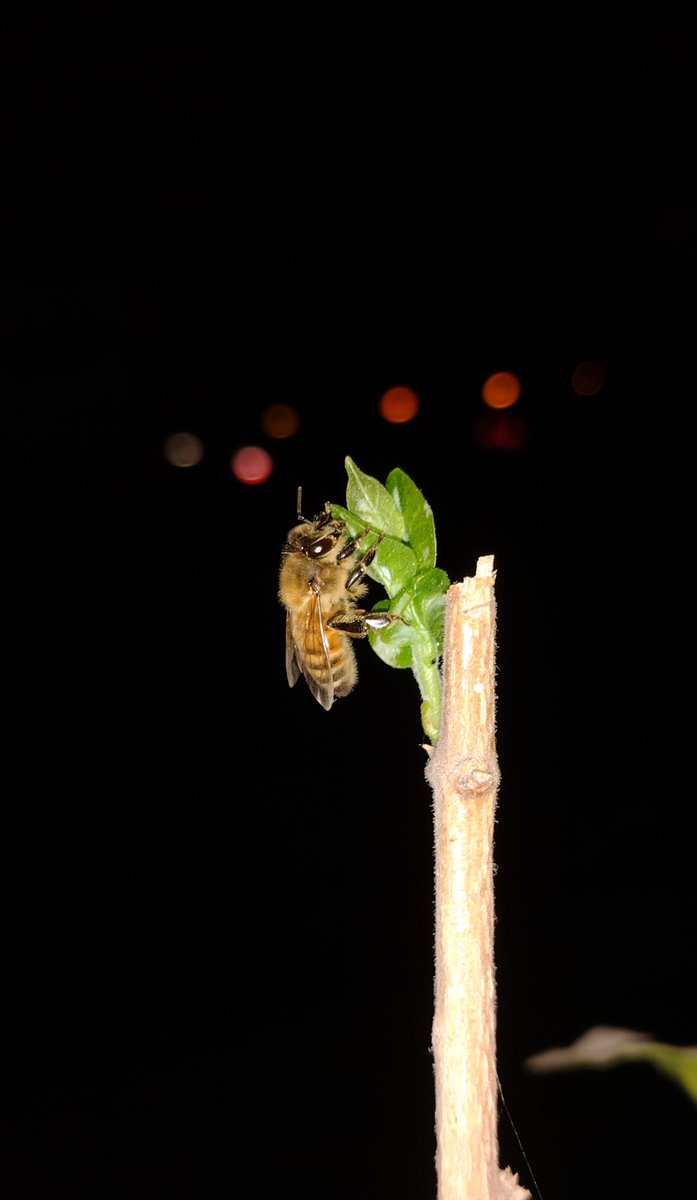 Naturographyx's tweet photo. 🐝 be the Bee 🐝 #naturography #nature #insect https://t.co/zYXylmnZTO