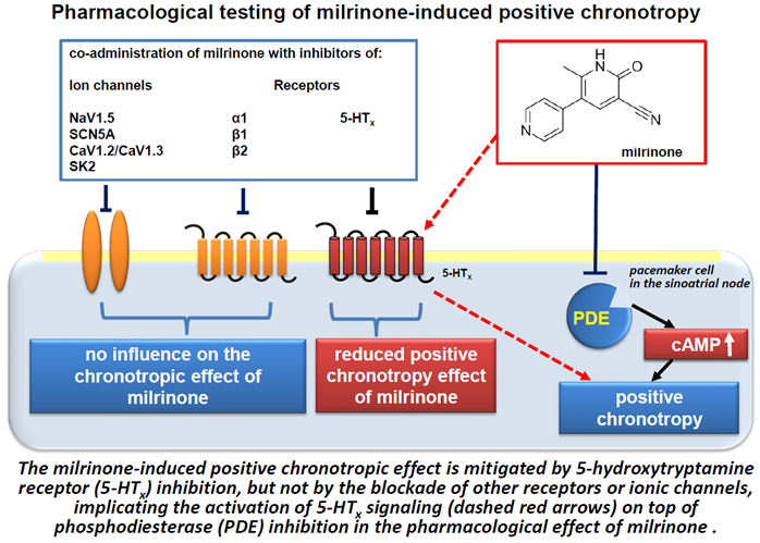 JCVPOnline's tweet photo. Milrinone’s Chronotropic Effects: Beyond PDE Inhibition? 🫀🔬
https://t.co/j0BUMIGXLS
#Milrinone #HeartRate #CardiovascularResearch #Pharmacology #PDEInhibition https://t.co/DWKzAHygIi