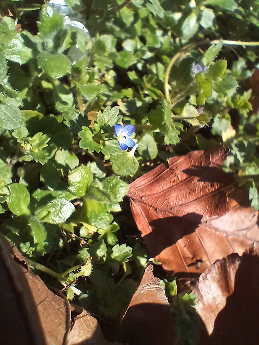 Paul Green (@wexfordbotany1) on Twitter photo Lots of Grey Field-speedwell Veronica polita in my dad's garden in Yeovil, Somerset <a href="/BSBIbotany/">BSBI: Botanical Society of Britain & Ireland</a> Lots of Grey Field-speedwell Veronica polita in my dad's garden in Yeovil, Somerset <a href="/BSBIbotany/">BSBI: Botanical Society of Britain & Ireland</a>
