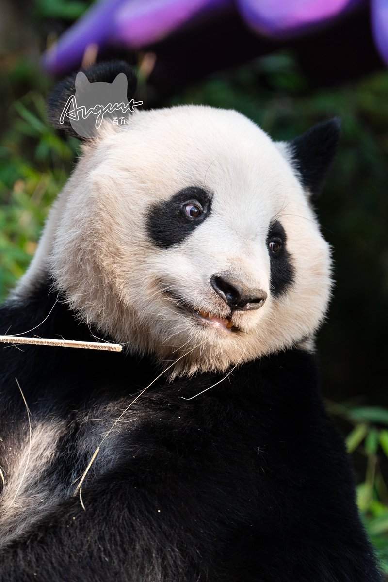 August_pandatv's tweet photo. 📸 大熊猫隆隆(Long Long),雌性
#panda #隆隆 #longlong #长隆野生动物园 https://t.co/h0SHXj2XgF