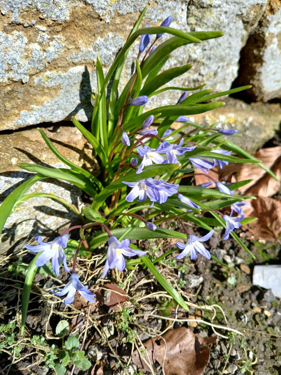 Paul Green (@wexfordbotany1) on Twitter photo Scilla sardensis (Lesser Glory-of-the-snow) left, and Scilla forbesii (Glory-of-the-snow) right, self-sown at base of wall on side of pavement in Yeovil, Somerset <a href="/BSBIbotany/">BSBI: Botanical Society of Britain & Ireland</a> Scilla sardensis (Lesser Glory-of-the-snow) left, and Scilla forbesii (Glory-of-the-snow) right, self-sown at base of wall on side of pavement in Yeovil, Somerset <a href="/BSBIbotany/">BSBI: Botanical Society of Britain & Ireland</a>