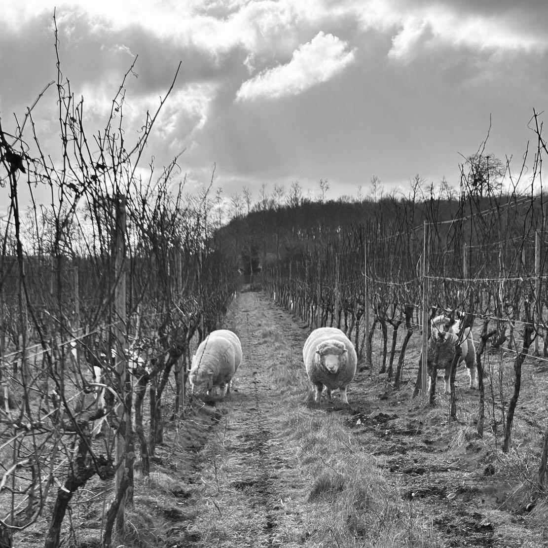 WineGB East (@winegbeast) on Twitter photo Did you know? Sheep in vineyards help control weeds, fertilise the soil and improve biodiversity. This leads to better soil health and grape quality while reducing the carbon footprint. 🐑
📸 <a href="/saffrongrange/">Saffron Grange</a> Did you know? Sheep in vineyards help control weeds, fertilise the soil and improve biodiversity. This leads to better soil health and grape quality while reducing the carbon footprint. 🐑
📸 <a href="/saffrongrange/">Saffron Grange</a>