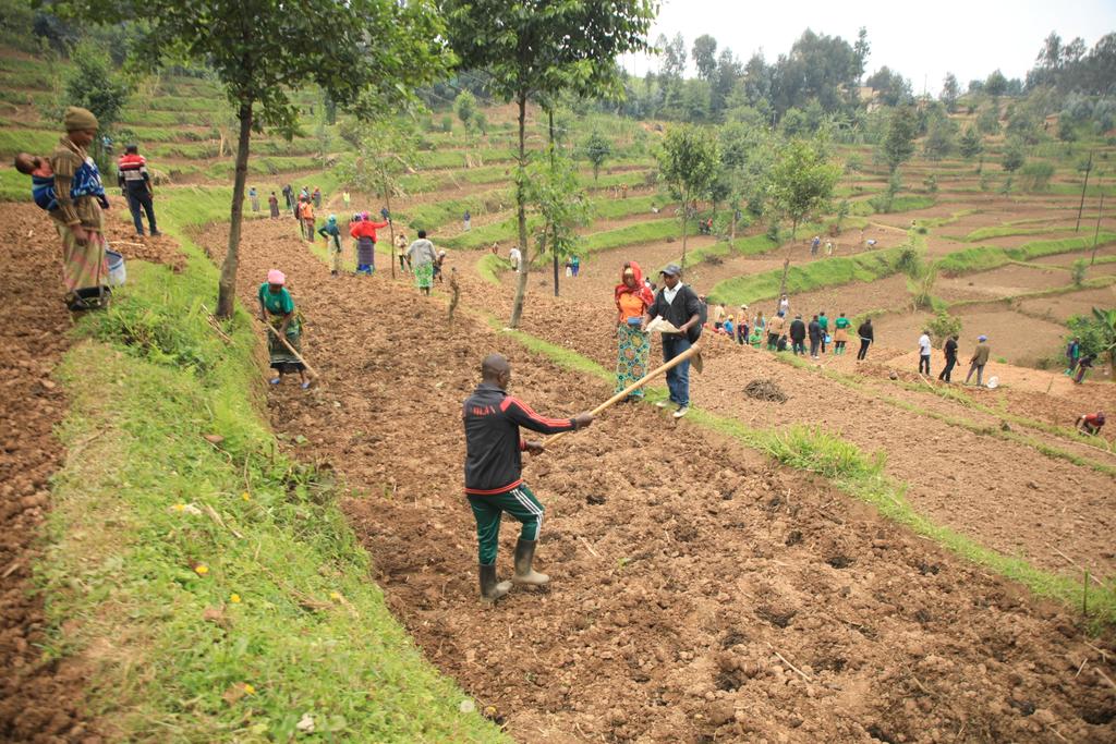 dufitalexis1's tweet photo. #AGRONOMISTTips Thread!
Rwanda Cropping Season B 2025 is beginning, but with a lack of rainfall, small-scale farmers who rely solely on rain should consider the following seven(7) strategies:
#AGRONOMISTTips 🧵.........🌽 https://t.co/uwAbRHUMPX