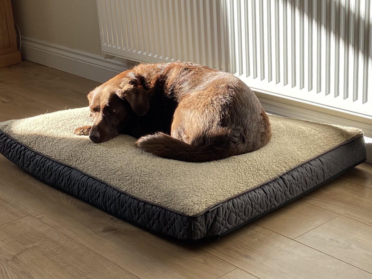 I might not be as active on here, I’m not sure what I’m doing at the moment.

In the early hours of Wednesday we lost our beautiful dog our baby girl Tia.

We’re all devastated and it will take me a long time to recover from this.
I will miss her forever 💔