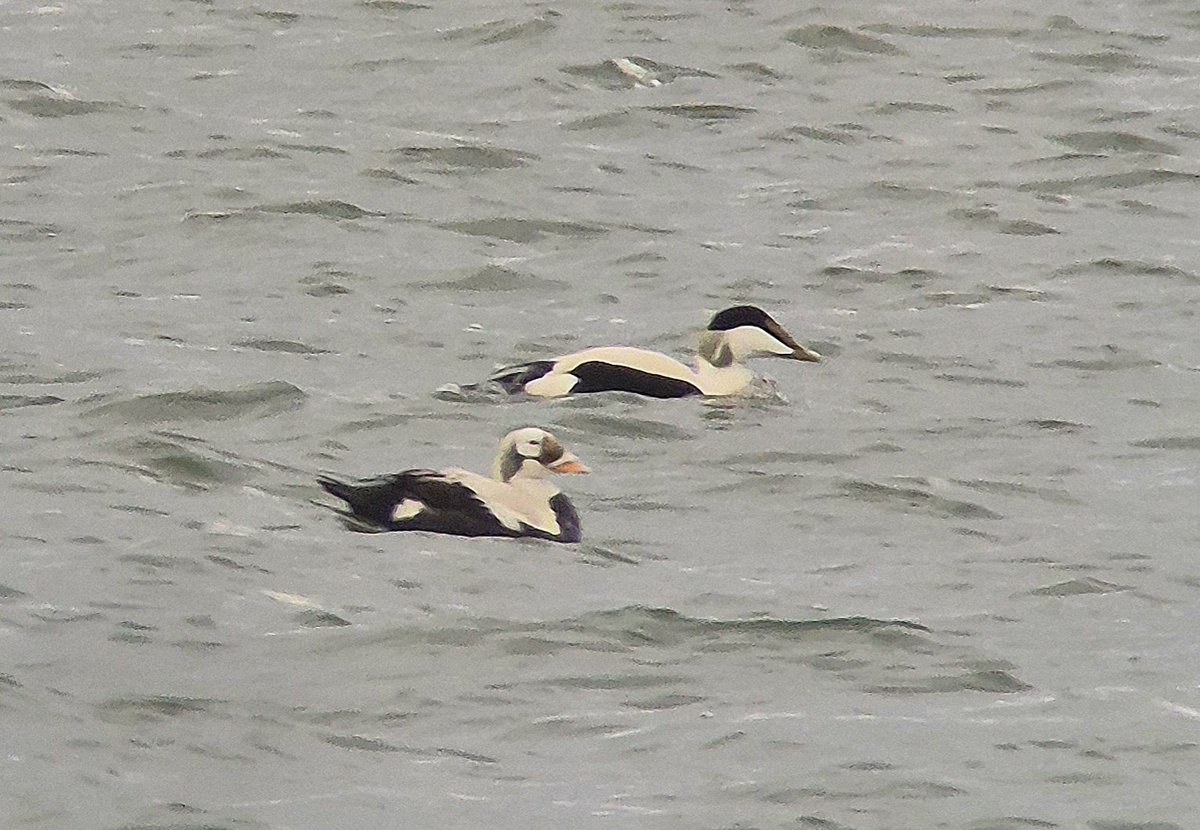 A bit late to the party but couldn't resist whilst passing through Amsterdam... really amazing bird and my last world Eider!