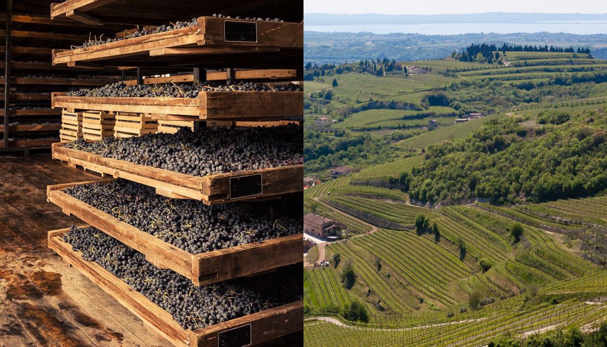 WineNewsIt's tweet image. #Uve, #territorio, #appassimento: gli elementi che rendono unico l’#Amarone della #Valpolicella. L’identikit di uno dei campioni del #vino #madeinItaly, il vino più “prezioso” d’Italia, motore di un’#economia di #territorio da 600 milioni di euro, winenews.it/it/uve-territo…