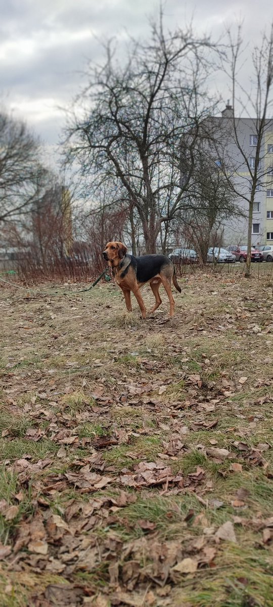EwaPiotrowska6's tweet photo. Dzień dobry w piątek ! ☺️
Na początek weekendu Sobi, który przed chwilą skończył rok wita się i życzy miłego dnia 🥰❤️
#ogarpolski #Sobi #rocznypies #weekend https://t.co/2lrbJ0n4dF
