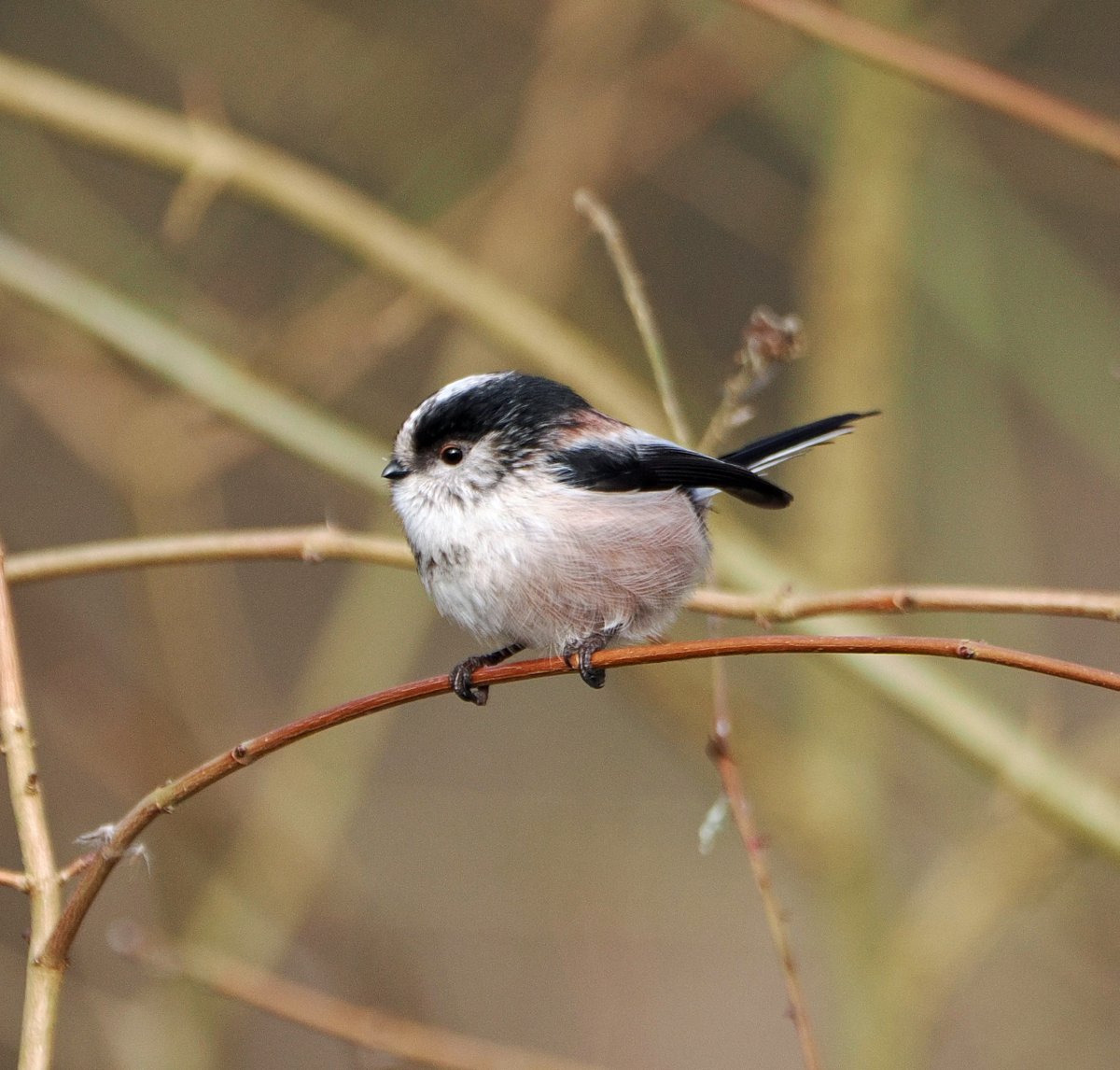 Long-tailed tit at North Cave Wetlands. #ThePhotoHour #TwitterNatureCommunity #WildlifePhotography #nature #BirdsOfTwitter