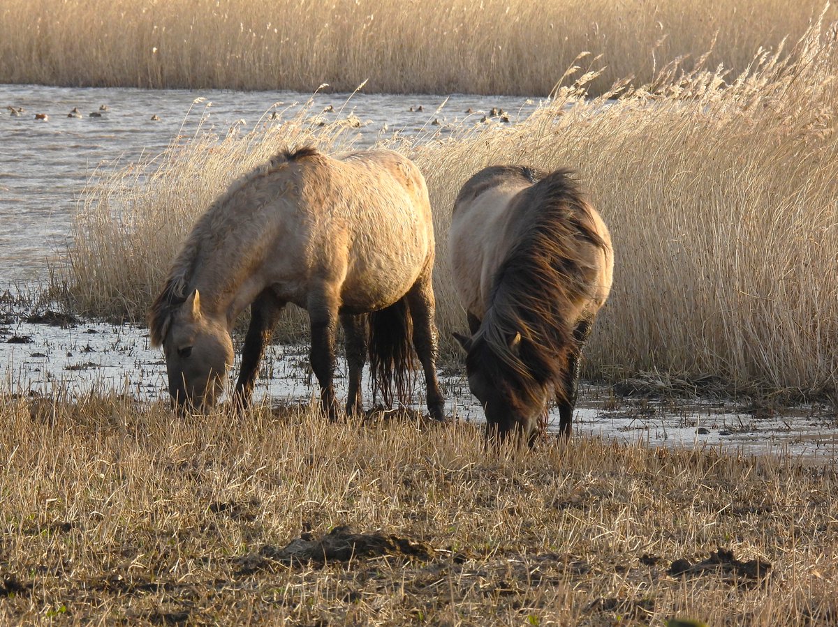 RSPB Blacktoft Sands and the Humber (@blacktoft_sands) on Twitter photo Check out <a href="/BBCCountryfile/">BBC Countryfile</a> BBC Two @ 5.30pm this Sunday. The team will be showcasing how we're working hard, here at Blacktoft and around the Humber Estuary, managing reedbeds and wetland habitats for nature and for people. <a href="/RSPBEngland/">RSPB England</a> <a href="/Natures_Voice/">RSPB</a> #eastcoastflyway Check out <a href="/BBCCountryfile/">BBC Countryfile</a> BBC Two @ 5.30pm this Sunday. The team will be showcasing how we're working hard, here at Blacktoft and around the Humber Estuary, managing reedbeds and wetland habitats for nature and for people. <a href="/RSPBEngland/">RSPB England</a> <a href="/Natures_Voice/">RSPB</a> #eastcoastflyway