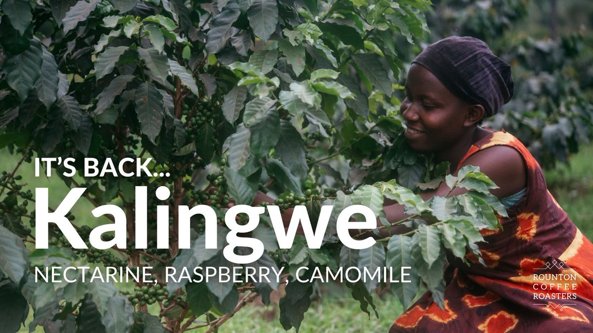 Kalingwe is back! 🚨

Kalingwe gets better every time we have it. Expect fruity flavours of nectarine, raspberry and camomile.

For every kilo sold, 60p goes directly to the ACE 2030 project.

rountoncoffee.co.uk/products/kalin…

#ugandancoffee #specialtycoffee