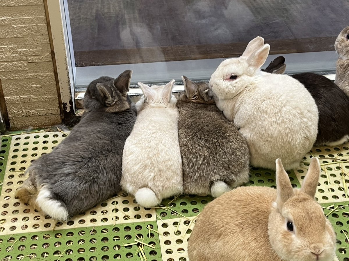 むぎゅっと集まるウサギたち。 #ウサギ #八木山動物公園 #八木山 #zoo