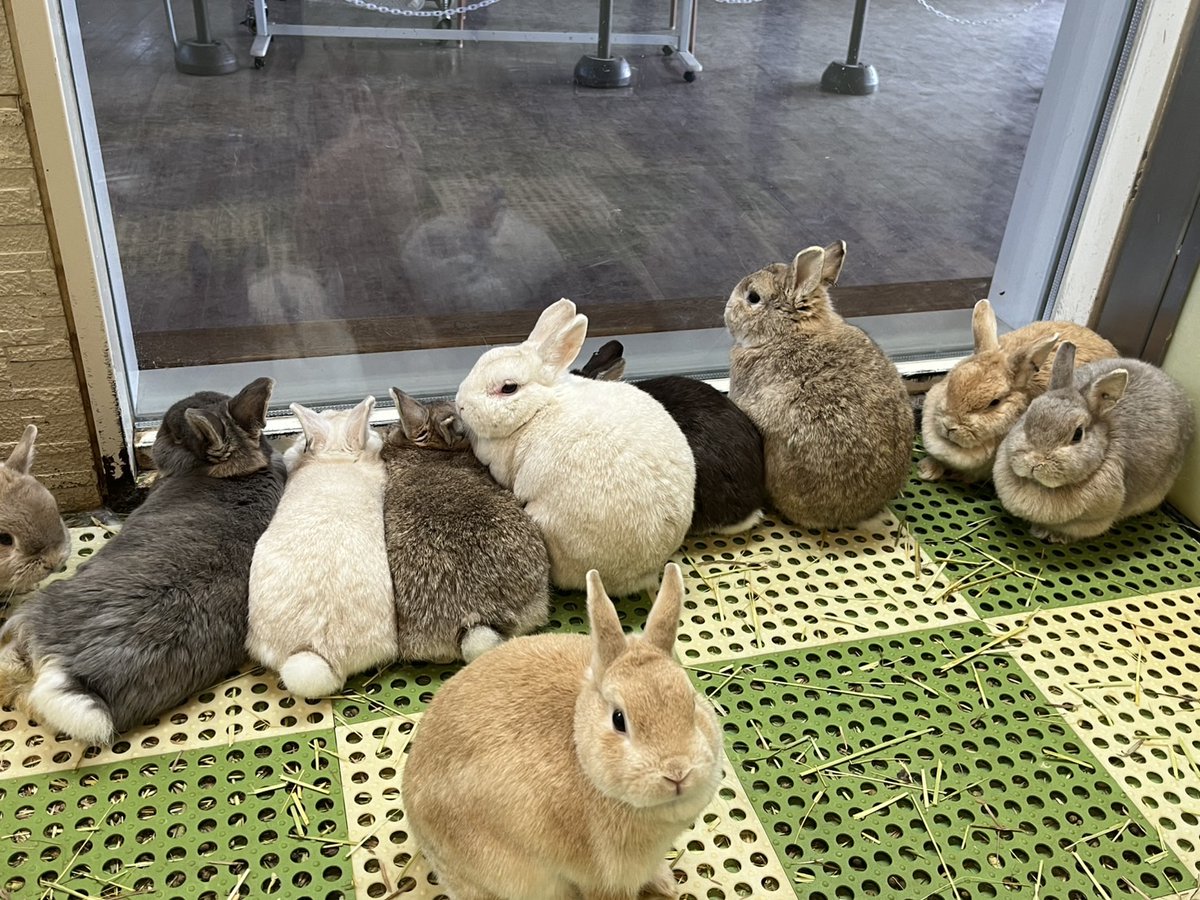 むぎゅっと集まるウサギたち。 #ウサギ #八木山動物公園 #八木山 #zoo