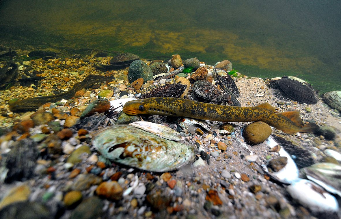 Every year, thousands of invasive sea lampreys migrate up the rivers around the North American Great Lakes. Recently, Griffin &amp; co discovered that, unlike other fish, sea lampreys stick to the deepest part of the river to stay safe and use less energy

journals.biologists.com/jeb/article/22…