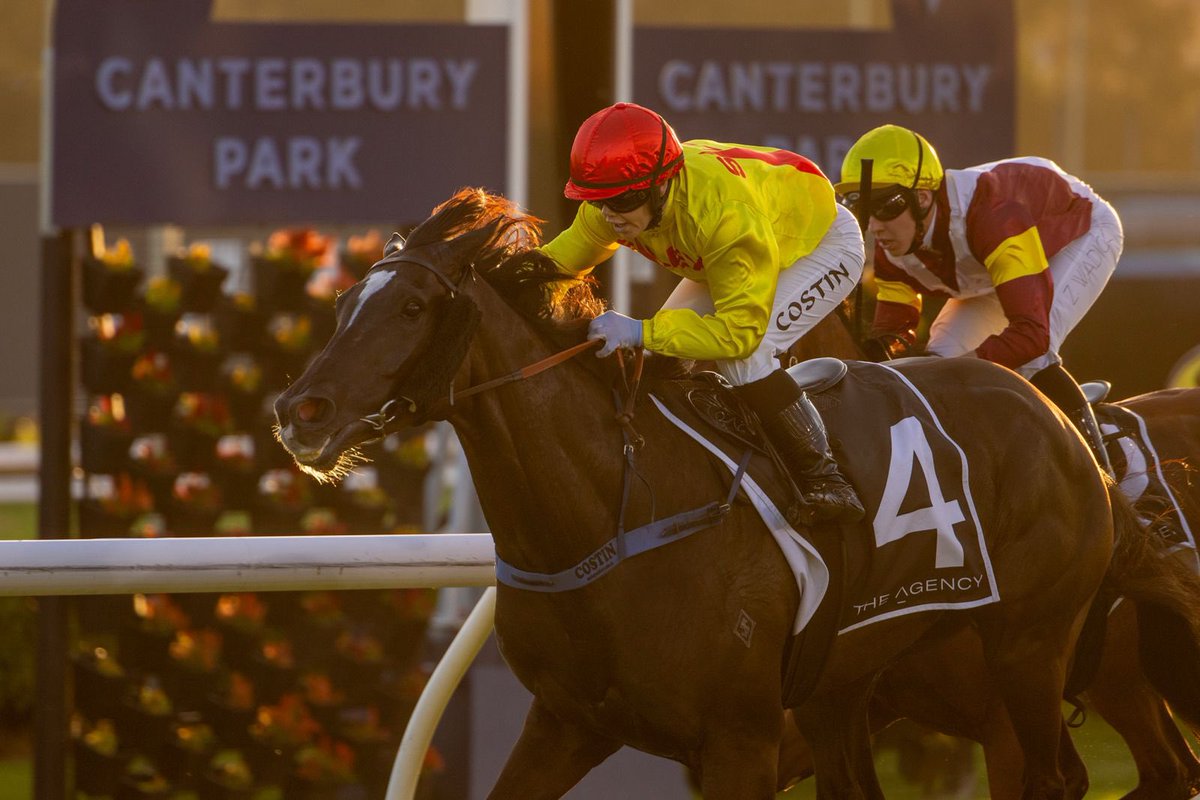 Clarke Bloodstock (@clarkebstock) on Twitter photo O’ziggy makes it back-to-back city victories and continues his terrific run of consistency for <a href="/BBakerRacing/">Bjorn Baker Racing</a>!
Congratulations to his owners 👏 The gelded son of Ace High was a $130k purchase from the <a href="/KarakaChat/">New Zealand Bloodstock</a> National Yearling Sale. O’ziggy makes it back-to-back city victories and continues his terrific run of consistency for <a href="/BBakerRacing/">Bjorn Baker Racing</a>!
Congratulations to his owners 👏 The gelded son of Ace High was a $130k purchase from the <a href="/KarakaChat/">New Zealand Bloodstock</a> National Yearling Sale.