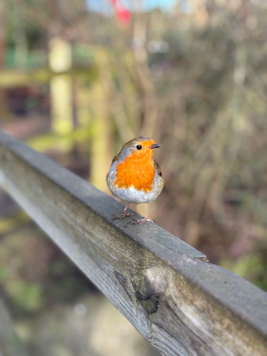 AcademyBarnes's tweet photo. Our primary students ventured out to Ferry Meadows for their Forrest school lesson, to do some bird watching! 🦆🌳 They spotted various birds such as herons, ducks, and robins using their binoculars and enjoyed connecting with nature! 🐦✨ #ForrestSchool #Character #TDETAcademies https://t.co/sAPCS9gciv