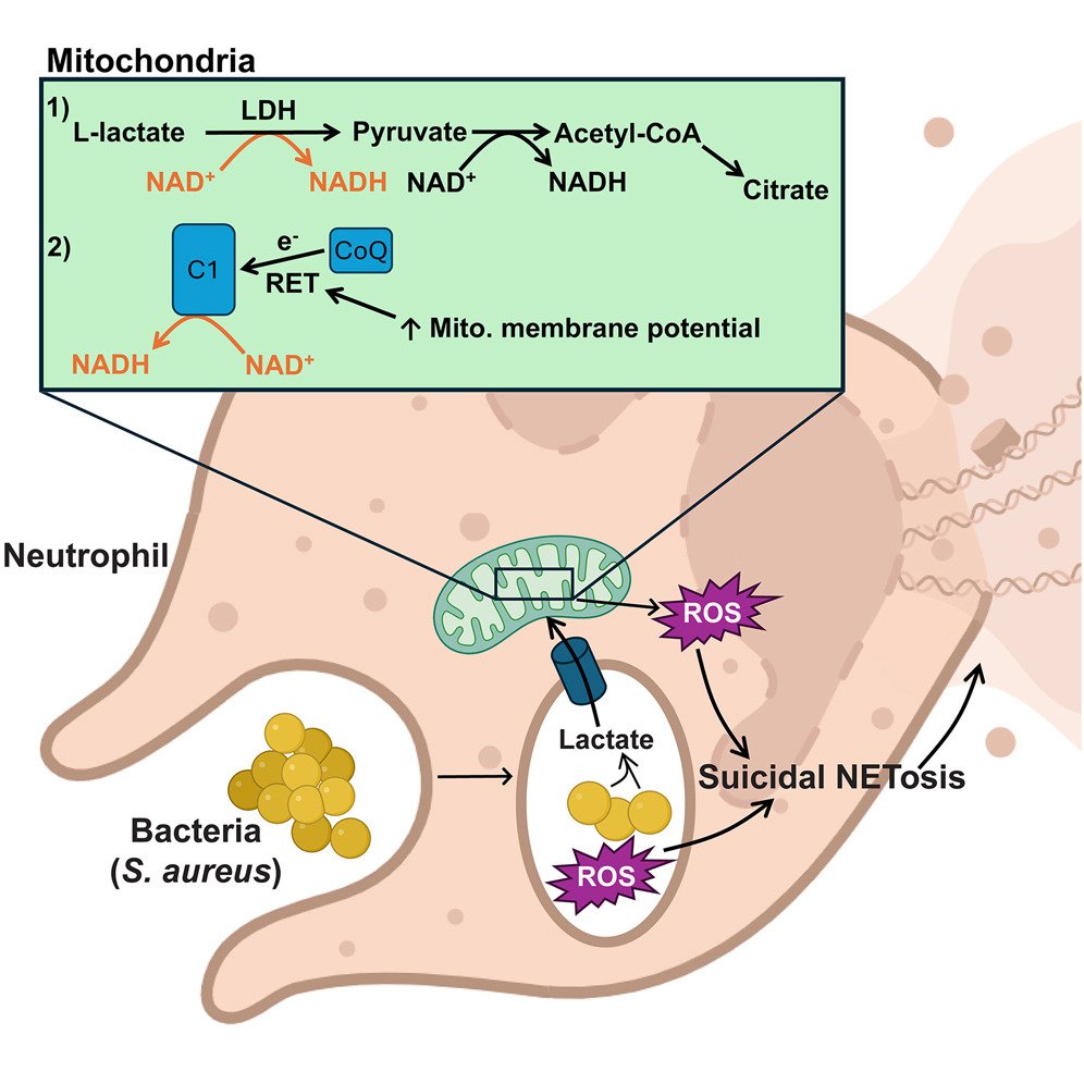 MicrobesInfect's tweet image. Mitochondria sense bacterial lactate &amp;amp; drive release of neutrophil extracellular traps.

Neutrophil #mitochondria sense metabolic perturbations in the phagosome.
Accumulation of bacterial #lactate is a metabolic danger signal triggering #NETosis.

cell.com/cell-host-micr…
