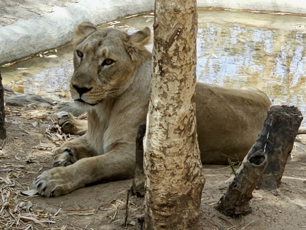 onlyprathamesh's tweet photo. A day in the wild at Bannerghatta National Park, where every moment is a glimpse into nature’s raw beauty. 🐾

#KITE2025 | #KarnatakaTourism | #IncredibleIndia | #BestofKarnataka | #MinistryofTourism | #KSTDC | #JLR | #onlyprathamesh https://t.co/gCFKkWWw1y