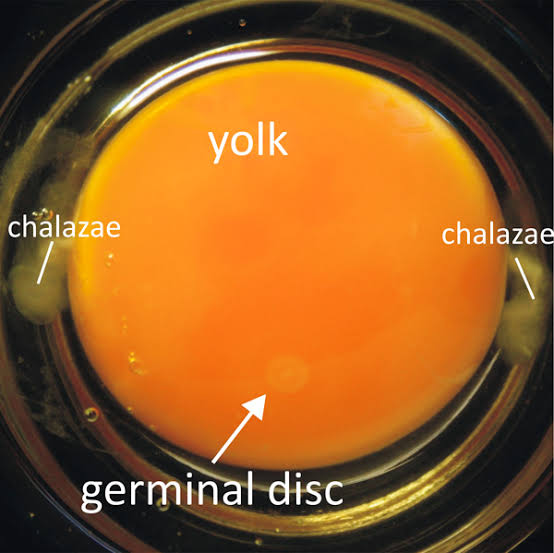 drustkelle's tweet photo. Nope, karena telurnya infertil. Kalau lagi
candling dihari ke-4 pasti cuma kelihatan putihnya aja, gak ada germinal disc. Germinal disc (blastoderm) merupakan pembentuk embrio dan akan muncul syaraf (pic 2). Kalau infertil egg ditunggu netas berapa lama pun yaa.. gak akan netas. https://t.co/P9nLvBcVuQ