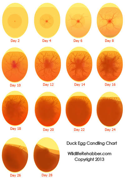 drustkelle's tweet photo. Nope, karena telurnya infertil. Kalau lagi
candling dihari ke-4 pasti cuma kelihatan putihnya aja, gak ada germinal disc. Germinal disc (blastoderm) merupakan pembentuk embrio dan akan muncul syaraf (pic 2). Kalau infertil egg ditunggu netas berapa lama pun yaa.. gak akan netas. https://t.co/P9nLvBcVuQ