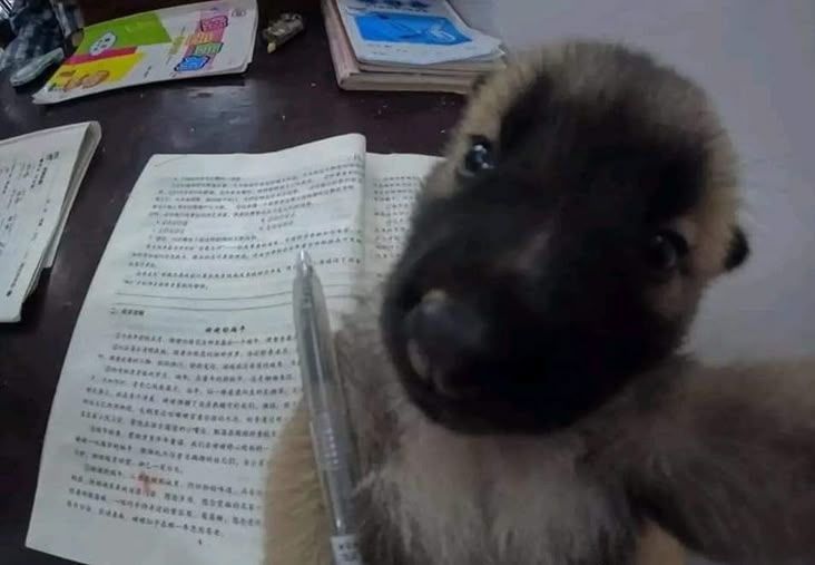out of context dogs (@contextdogs) on Twitter photo 