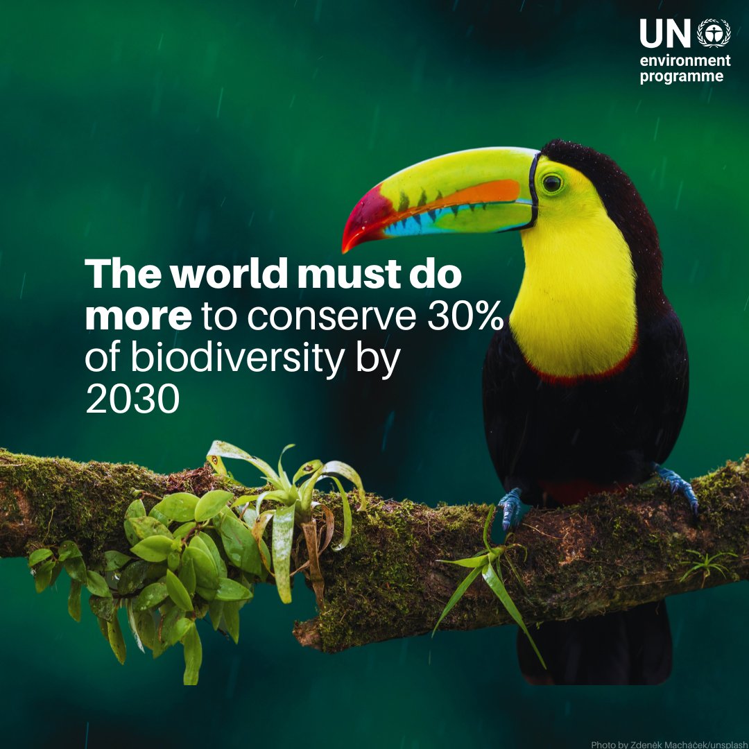 To date, only 17.6% of land and inland waters are protected, and 8.4% of oceans are safeguarded.

The “Protected Planet Report 2024” shows where we stand and what more must be done, #ForPeopleForPlanet: unep.org/resources/repo…