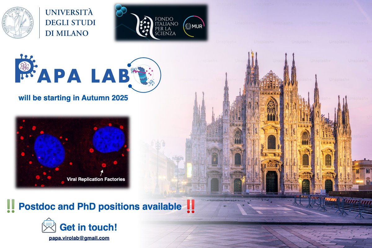 Guido Papa (@guipap_) on Twitter photo 🎉Thrilled to announce that I have been awarded the Italian Science Fund-StG to start my research lab at the University of Milan <a href="/LaStatale/">Università degli Studi di Milano</a>🇮🇹🔬
We'll study #RSV viral replication factories for novel #TPD antiviral strategies🦠
📢 We're #hiring soon! If interested, get in touch!📩 🎉Thrilled to announce that I have been awarded the Italian Science Fund-StG to start my research lab at the University of Milan <a href="/LaStatale/">Università degli Studi di Milano</a>🇮🇹🔬
We'll study #RSV viral replication factories for novel #TPD antiviral strategies🦠
📢 We're #hiring soon! If interested, get in touch!📩