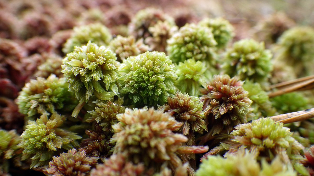 Those little pompoms of Sphagnum capillifolium!
#mossmatters #peatlands #peatmoss #sphagnum