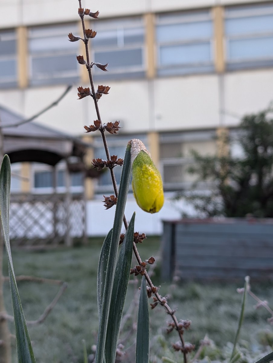 Morning, sun and frost on the last day in February ❄️

Spring is around the corner now 🌼👀