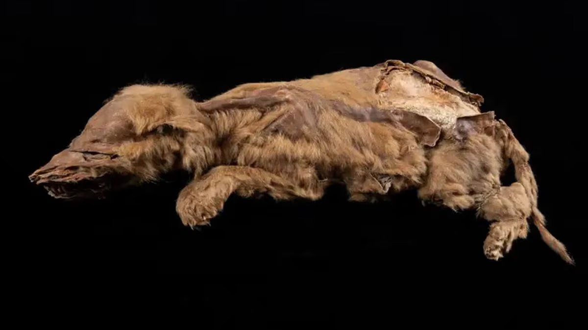 historiente's tweet photo. 🇷🇺 | ¡Increíble hallazgo en el permafrost siberiano! Un cachorro de gato con dientes de cimitarra, que vivió hace unos 37.000 años, ha sido descubierto, revelando detalles inéditos sobre la fauna prehistórica. Su estado de conservación ofrece pistas sobre sus adaptaciones únicas, como un labio superior grande y patas anchas para caminar sobre la nieve. Este felino prehistórico es el primero de su especie estudiado a fondo, marcando un avance crucial en la paleontología. 

#Ciencia #DescubrimientoPaleontológico #FaunaExtinta #Paleontología #Russia #Rusia #Siberia