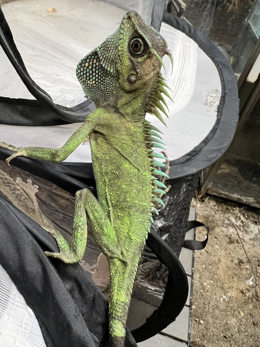 ヒ*ロ様 ☘️ スペシャルイベント☘️ラスト2☘️371 ❤️超希少【カメレオン カメレオン