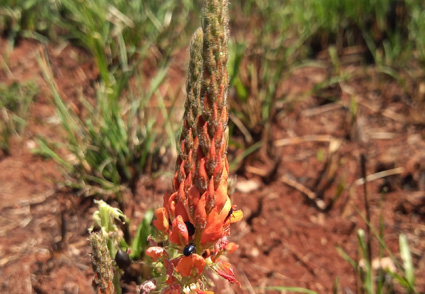A #newspecies of Indigofera (#Leguminosae, Papilionoideae) from Misiones with a key to species from #Argentina 
phytotaxa.mapress.com/pt/article/vie… 
#Taxonomy