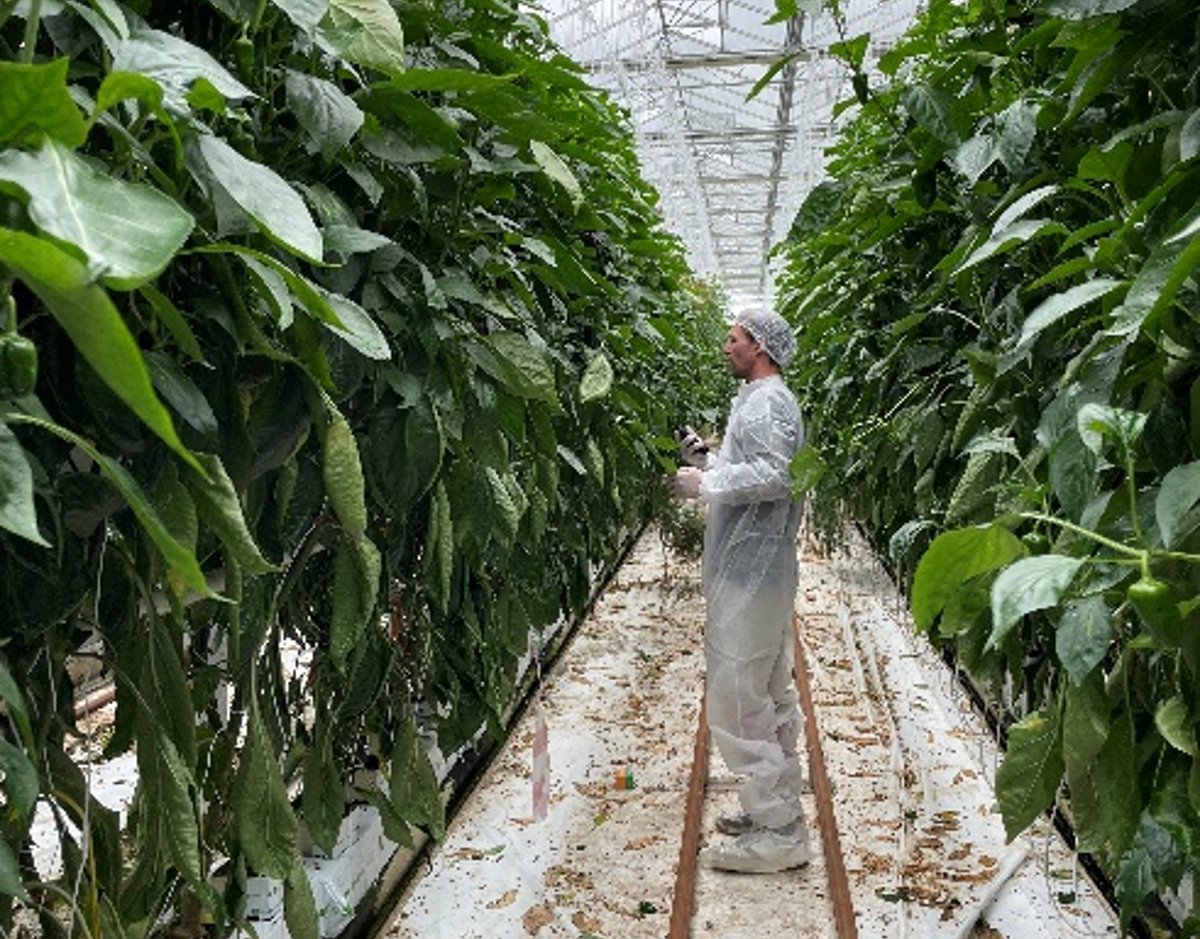 💡 Des solutions durables à l’œuvre !
À la SCEA Courtebotte, nos #biosolutions sont testées en conditions réelles pour répondre aux défis des #cultures sous abris. Une collaboration précieuse pour une production plus durable ! 🌱🍅🫑  
À lire ici :👉lallemandplantcare.com/fr/france/ferm…