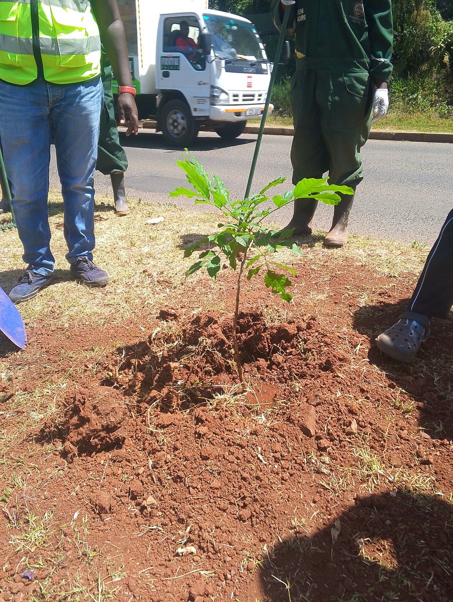 KLDA_Nbi's tweet photo. #treeplanting is now underway, thank you to all stakeholders and donors involved #klda #environment #Sustainability
@metro_alliance_
@parklandspamoja https://t.co/9bQ9lkW0di