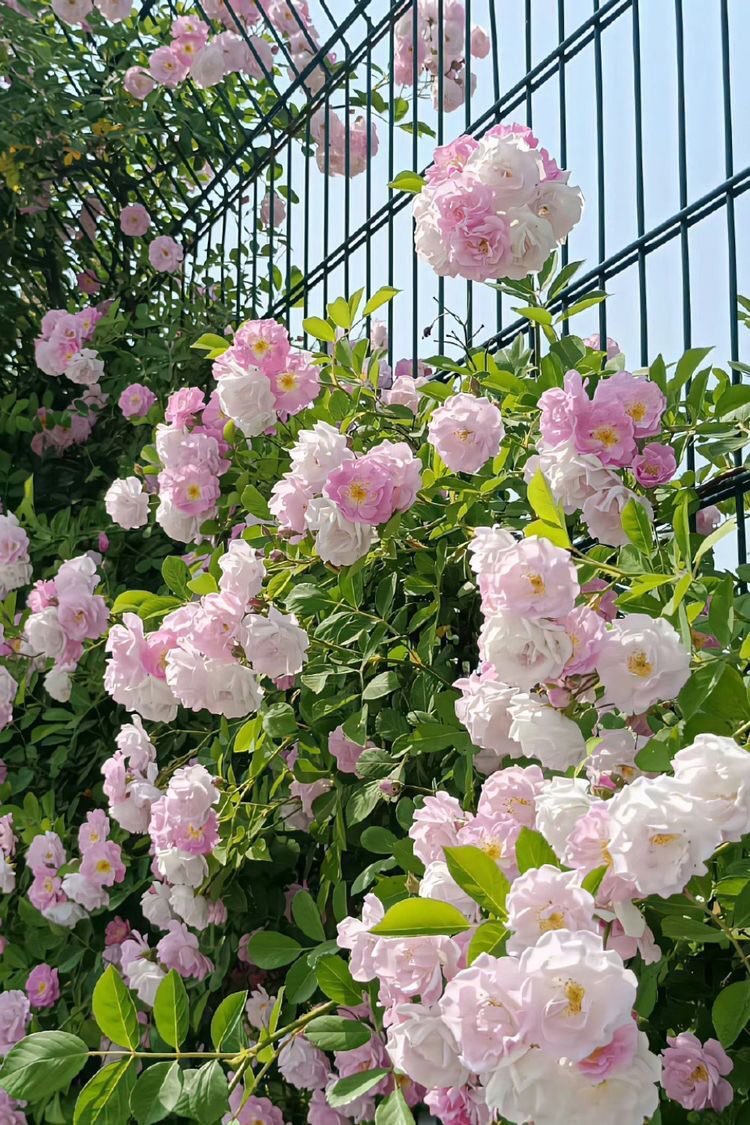 fairyprxncess's tweet photo. garden full of flowers https://t.co/g39xkCoB3Q