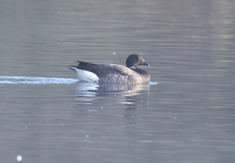 A Brent Goose down the Nunnery Lakes found by <a href="/sconebirding/">Nick Moran</a> this morning was only my second record here, first one in March 2022 (also found by Nick), a very scarce bird in the Brecks