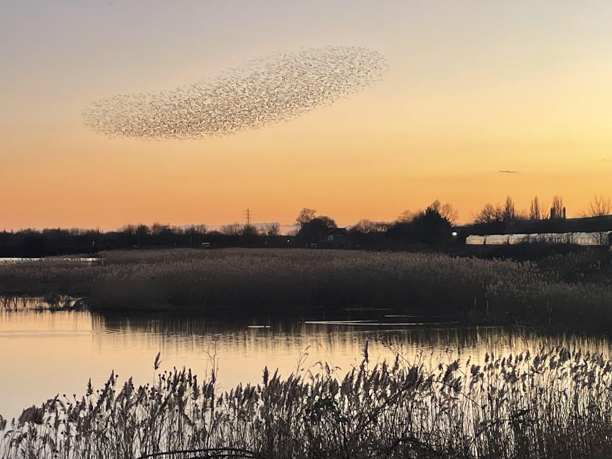 Stephinnotts's tweet image. Murmuration near the station...I think I&apos;ve taken the most Attenborough photo of the 20+ years we&apos;ve lived here