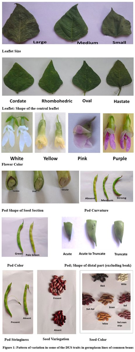 curr_agri_res's tweet image. Morphological Characterization and Phenotypic Variability of Common Bean (Phaseolus vulgaris L.) Germplasm Lines from Kashmir
Learn more here: bit.ly/3Db7Of6
#Breedingprograms #Commonbeandiversity #DUScharacterization #Morphologicaltraits #Phenotypicvariation