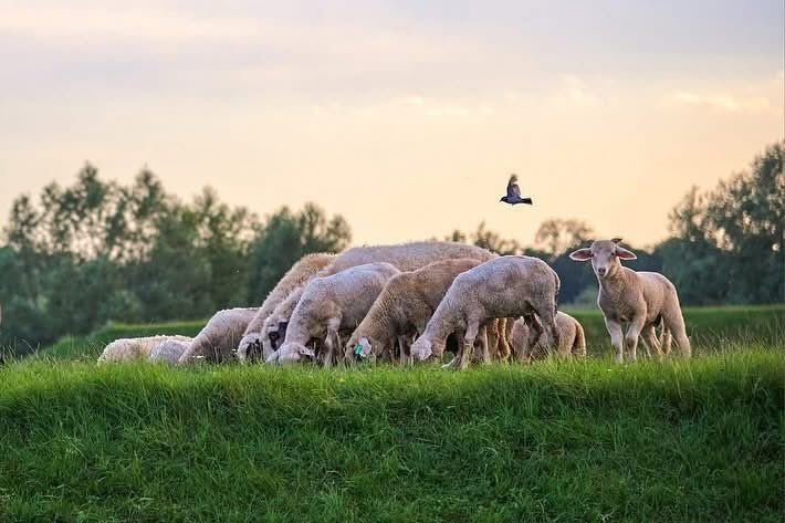 🌸🌼Tko jedva čeka proljeće? Danas je posljednji dan veljače i proljeće je sve bliže…veselimo se šetnjama bez jakni, kavama na suncu, cvrkutu ptica i cvijeću. 🌷🐦‍⬛

📸J. Škof, R. Klarić

#proljeće #spring #zagrebačkažupanija #hrvatska #croatia  #visitzagrebcounty