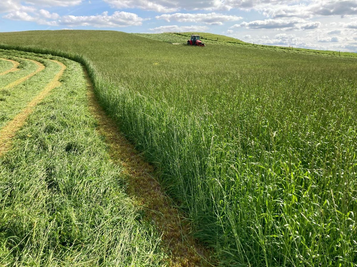 Our medium-term mixtures balance the high yield of short-term leys with the longevity of long-term leys 🌱

Lasting 3–5 years, they deliver excellent yields and suit both rotational grazing and silage. 🐮 

View our 2025 Grass &amp; Small Seeds brochure 👉 buff.ly/4hWhV5W