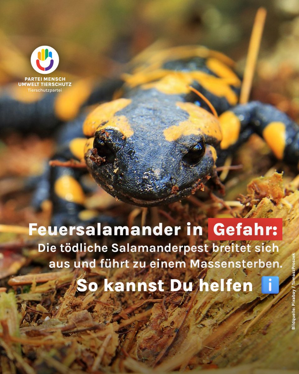 Feuersalamander in Gefahr! 🚨
Die tödliche Salamanderpest breitet sich rasant aus – schuld ist ein eingeschleppter Hautpilz. Helft mit, die Verbreitung zu stoppen: Schuhe desinfizieren, Wege nicht verlassen, Tiere nicht anfassen! 🦎💔