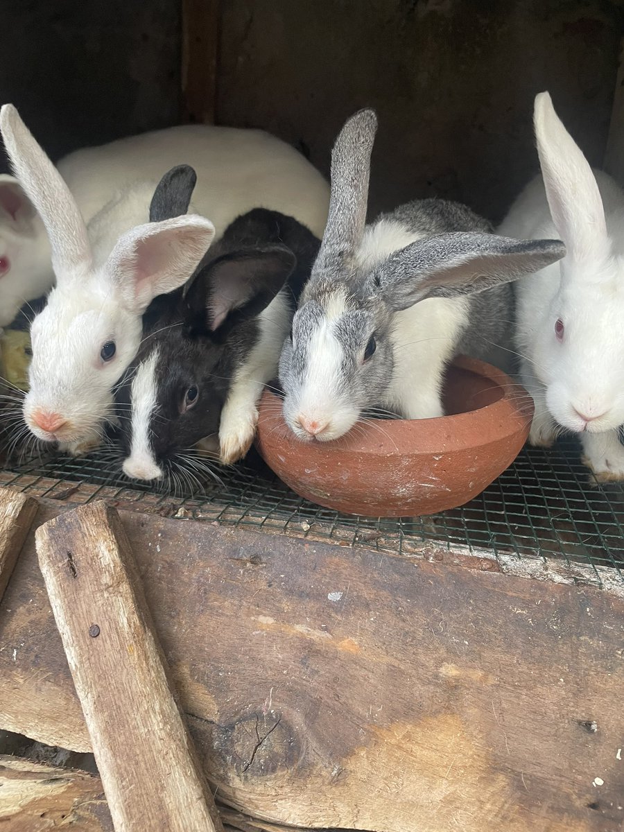 jasperniloc's tweet photo. Boost your farm’s productivity with rabbit urine! Packed with nitrogen, phosphorus, and potassium, it’s a powerful organic fertilizer that enhances soil health and increases crop yields. It also acts as a natural pesticide, keeping pests away. Place your orders..#rabbits https://t.co/ogswpZRSik