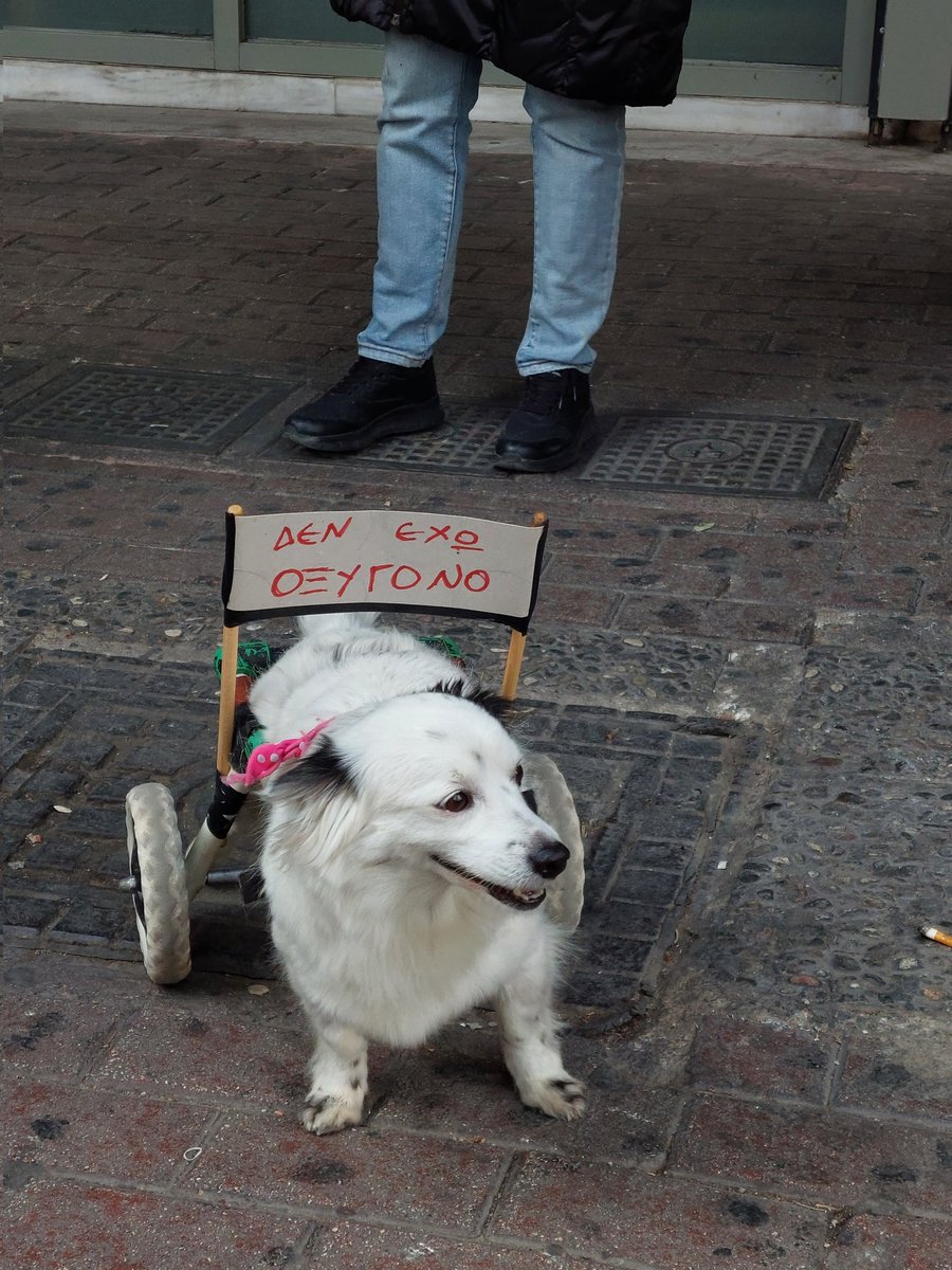 ViolentYogurts's tweet image. Ήταν όλοι εκεί σήμερα, ημέρα μνήμης για τα θύματα των Τεμπών, για να απαιτήσουν δικαιοσύνη. Μέχρι και οι τετράποδοι φίλοι μας #Δεν_Εχω_Οξυγονο #τεμπη_εγκλημα #28_Φλεβάρη #Συνταγμα