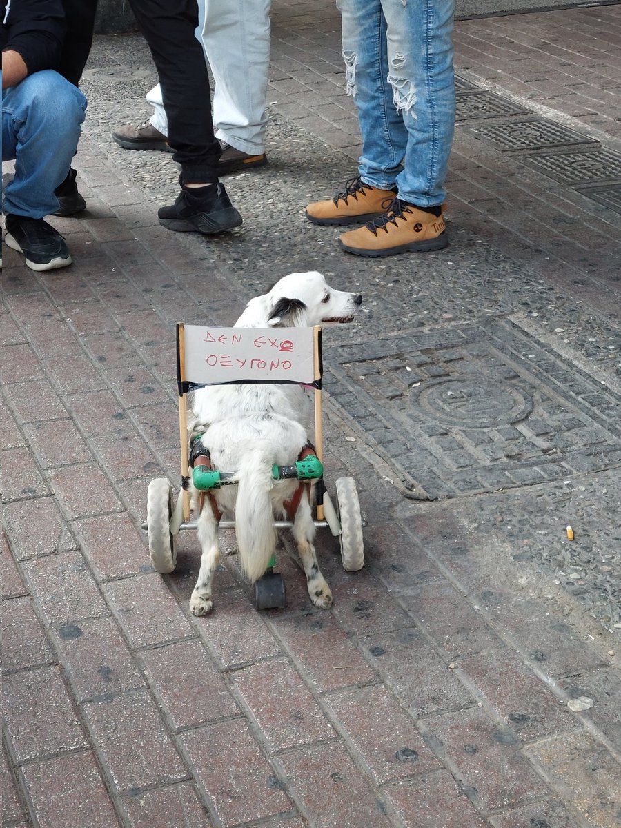 ViolentYogurts's tweet image. Ήταν όλοι εκεί σήμερα, ημέρα μνήμης για τα θύματα των Τεμπών, για να απαιτήσουν δικαιοσύνη. Μέχρι και οι τετράποδοι φίλοι μας #Δεν_Εχω_Οξυγονο #τεμπη_εγκλημα #28_Φλεβάρη #Συνταγμα