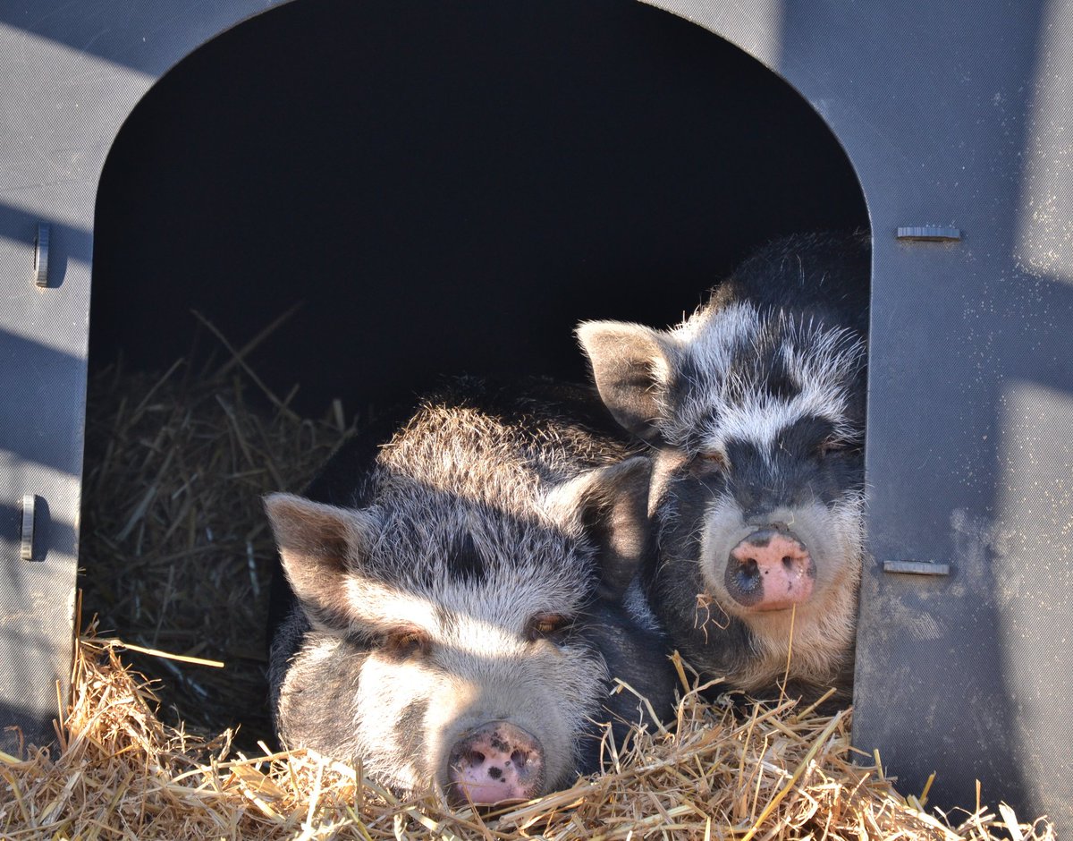 WigfieldFarm's tweet image. Kiwi and Koconut enjoying the best of both worlds 😎❤️
@ThePhotoHour
#wintersun #Fridayvibes #kunekune