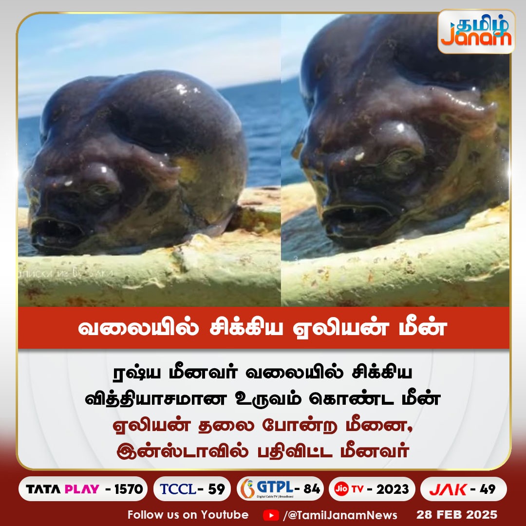 TamilJanamNews's tweet image. வலையில் சிக்கிய ஏலியன் மீன் #NewsUpdate

#AlienFish #russia #russiafishermen #TamilJanam