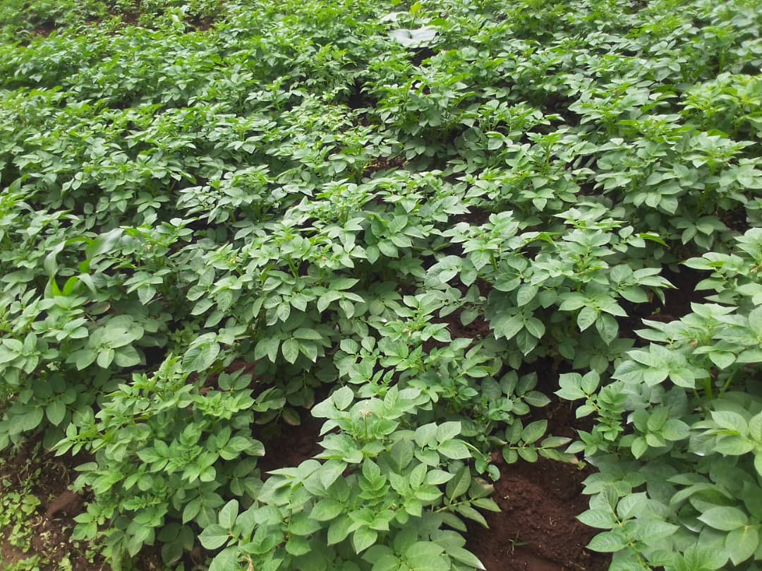 hakpaul1's tweet image. Proper seed selection leads to healthy crops, increased profitability, and sustainable farming. Invest in the right seeds today for a productive and successful harvest season.
#WeForChange
#AgricultureTransformation