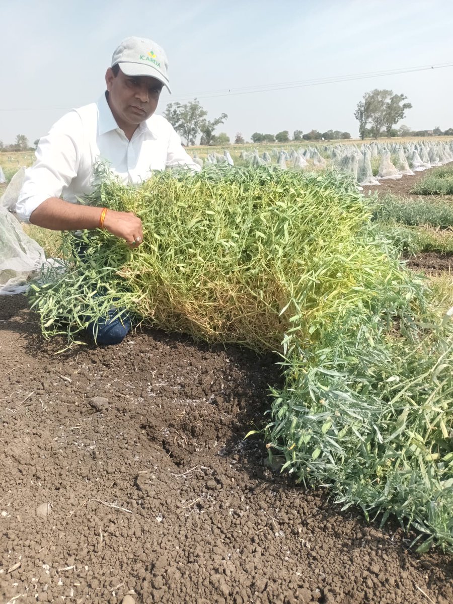 surendrabarpete's tweet image. 📢#Evaluating the #performance of #grasspea #accessions from #coreset of @INbpgr at @ICARDA #FLRP #Amlaha. Insights into resilience &amp;amp; agronomic traits for future breeding! 🌱🔬 #ICARDA #FLRP #LegumeResearch #CropImprovement
