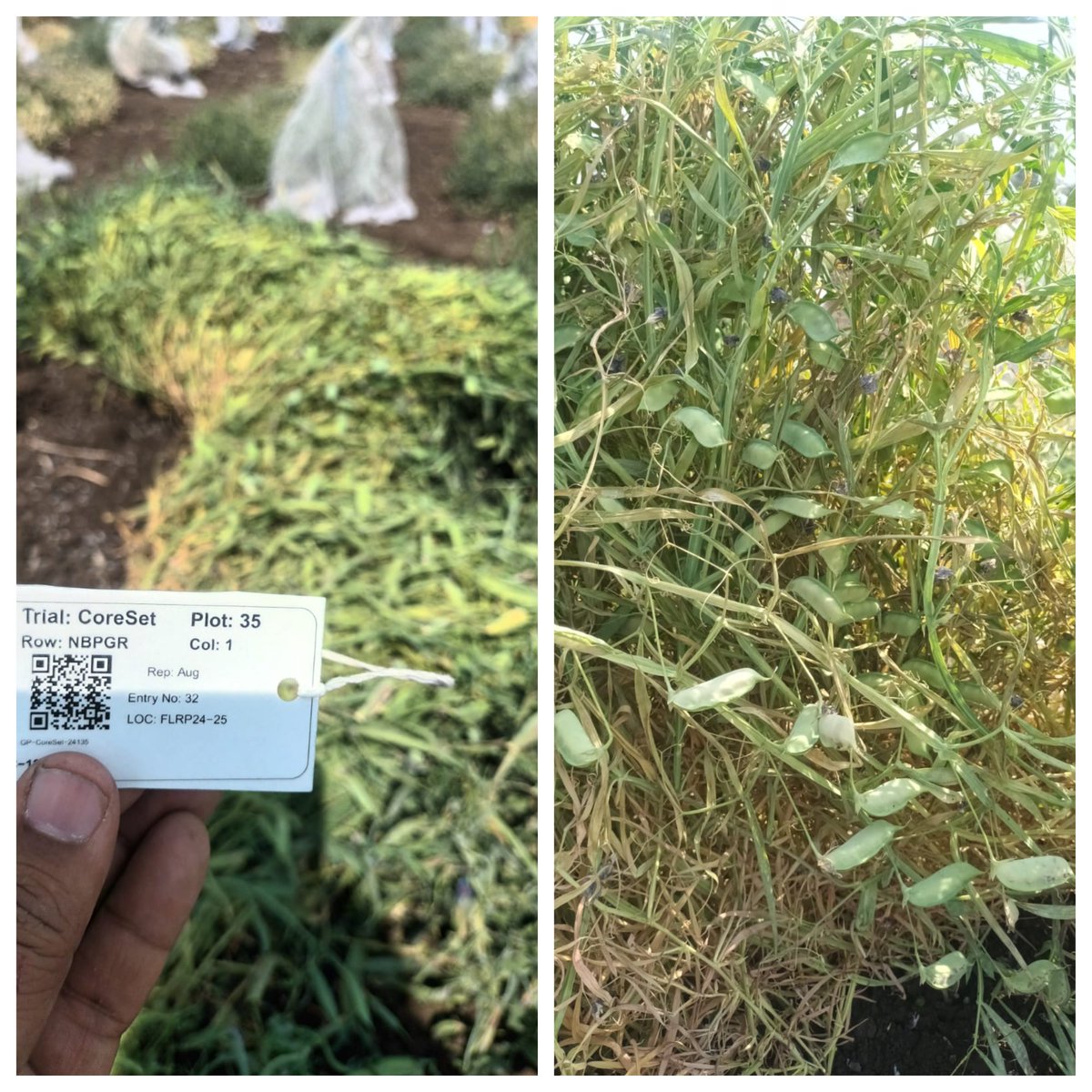 surendrabarpete's tweet image. 📢#Evaluating the #performance of #grasspea #accessions from #coreset of @INbpgr at @ICARDA #FLRP #Amlaha. Insights into resilience &amp;amp; agronomic traits for future breeding! 🌱🔬 #ICARDA #FLRP #LegumeResearch #CropImprovement
